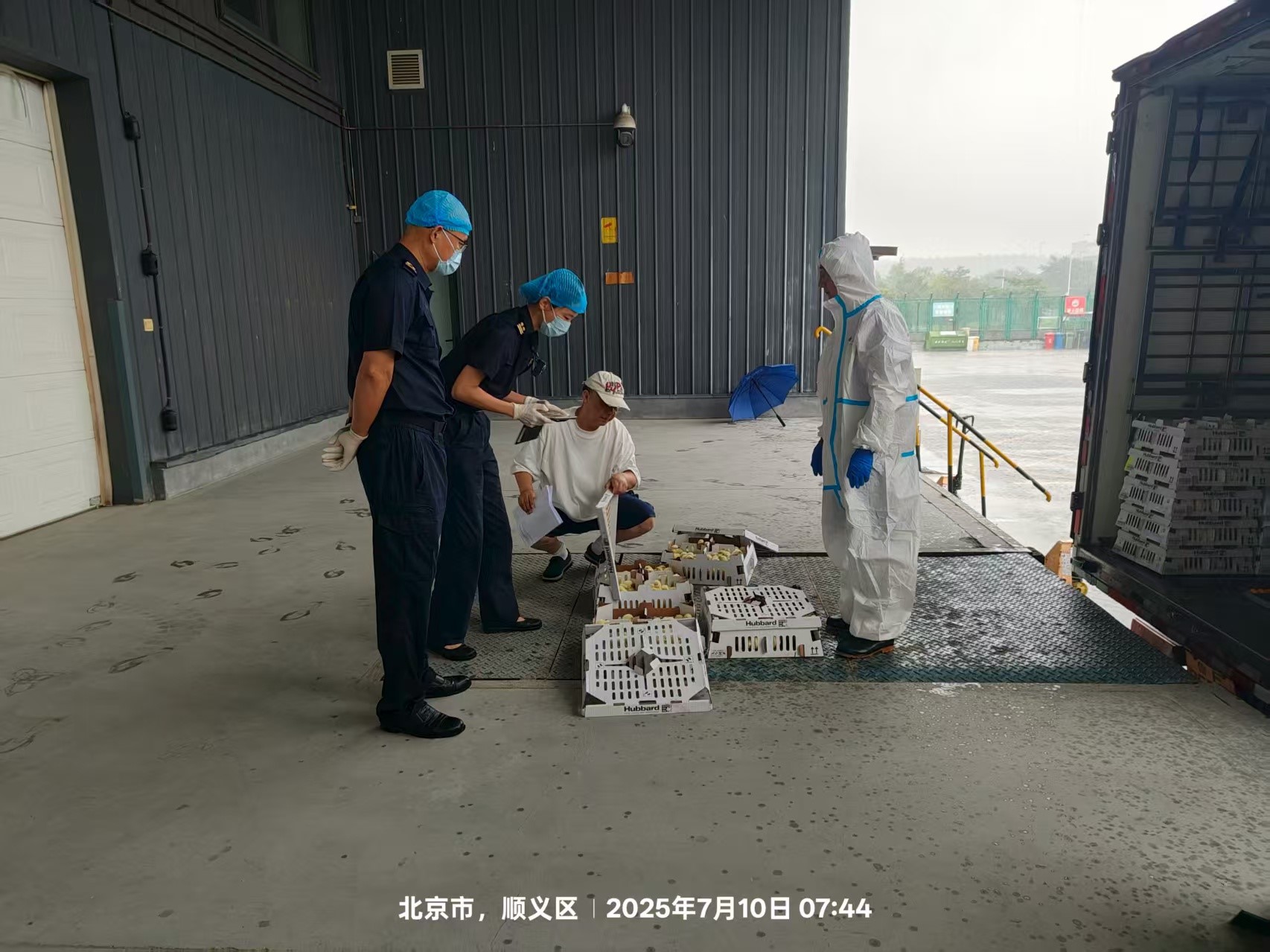 【喜讯】盛夏添新羽！盛夏添新羽！qy千亿股份第六批法国利丰祖代种鸡顺利入境