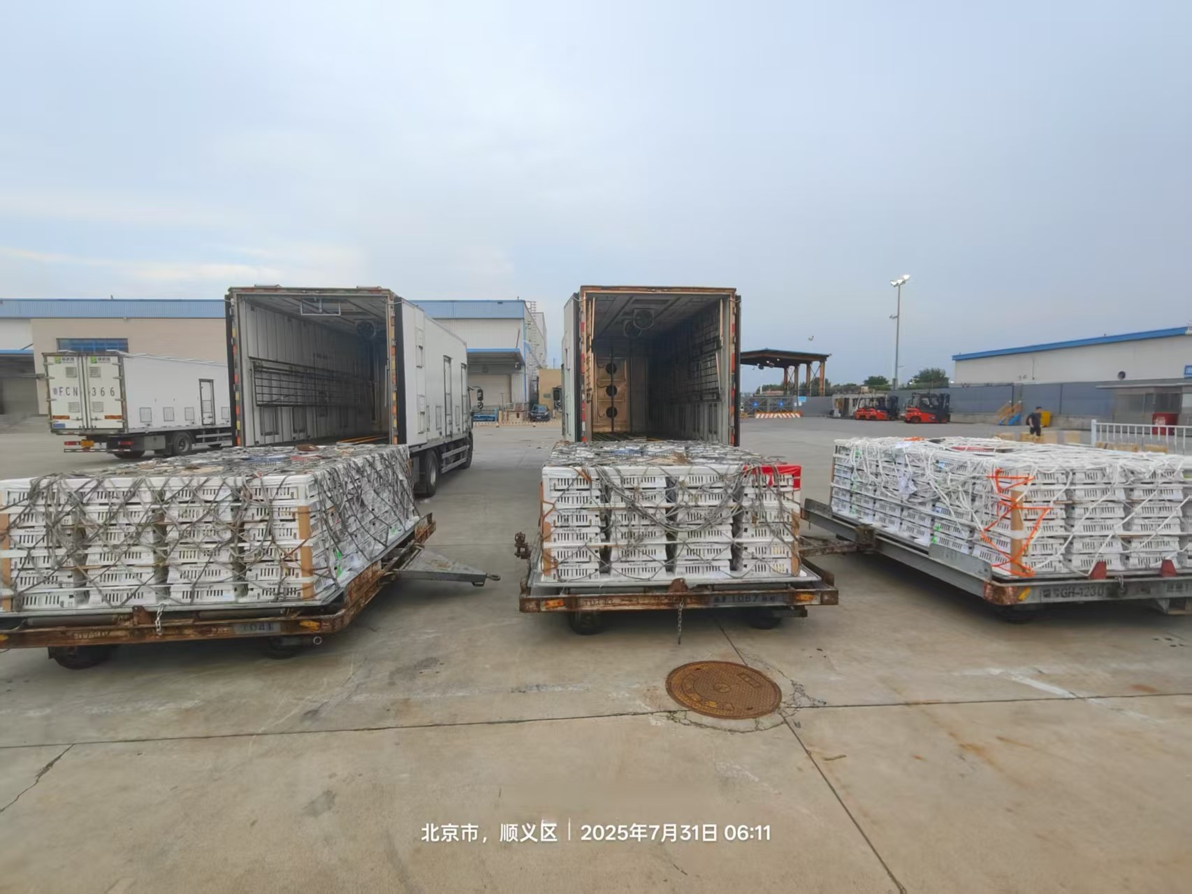 【新闻】qy千亿股份7月第三批1.3万套祖代种鸡顺利入场，年度引种突破13.2万套